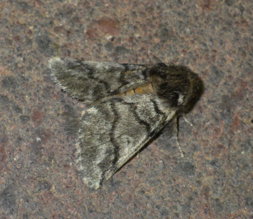 Chenille processionnaire du chêne — photo 4 sur 49