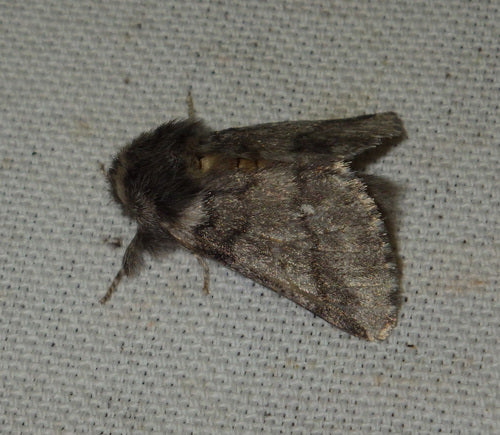 Eichenprozessionsspinner - Bild 2