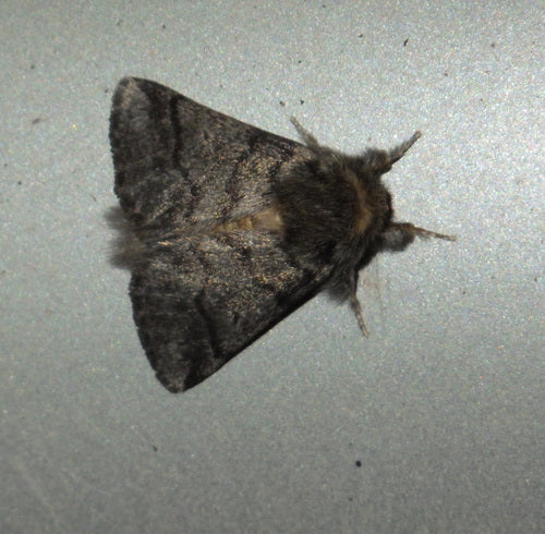 Eichenprozessionsspinner - Bild 4