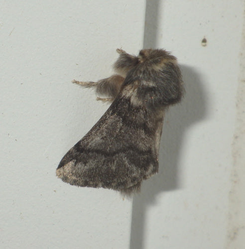 Eichenprozessionsspinner - Bild 6