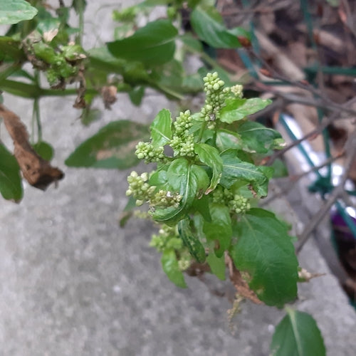 Guimauve annuelle — Bild 2