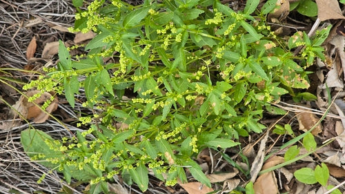 Guimauve annuelle — Bild 3