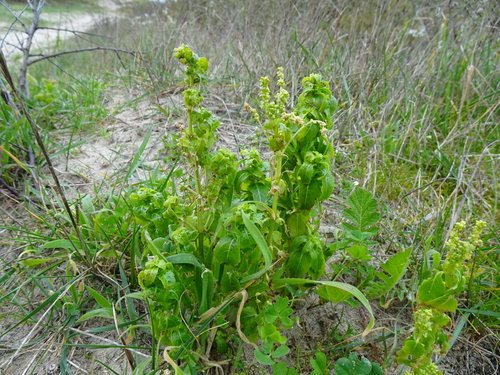 Guimauve annuelle — Bild 5