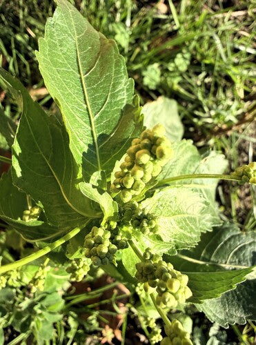 Guimauve annuelle — photo 3 sur 10