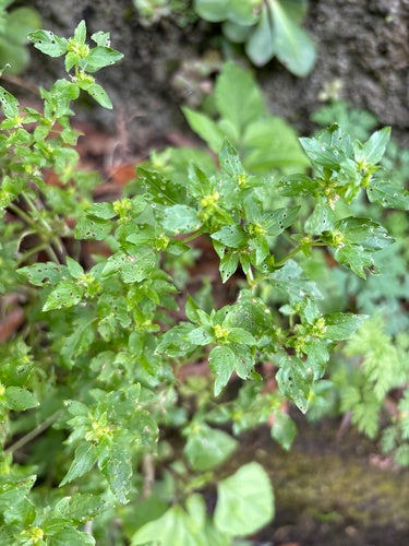 Guimauve annuelle — photo 4 sur 10