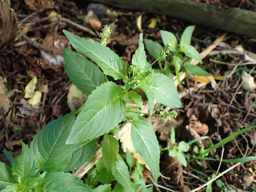 Guimauve annuelle — Bild 4