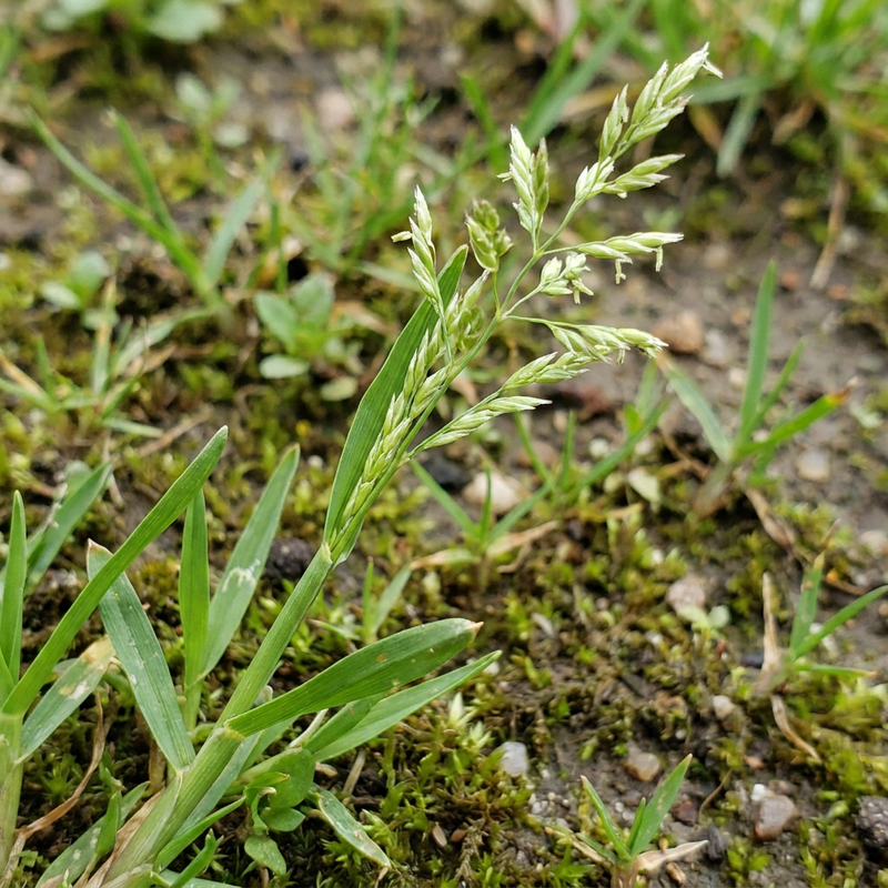 Pâturin annuel