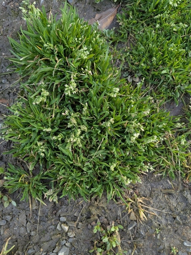 Pâturin annuel — photo 3 sur 9