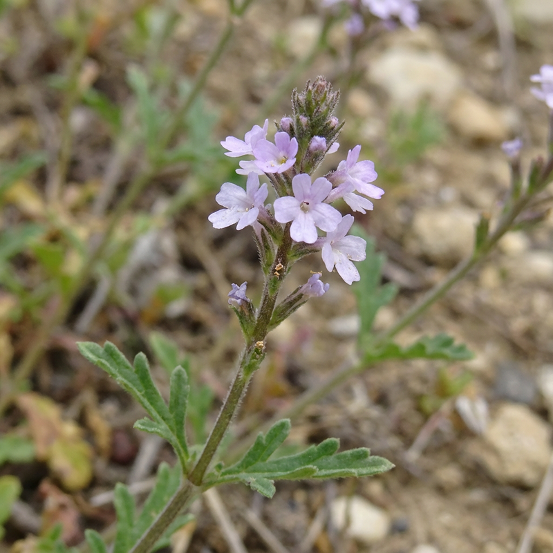Verveine
