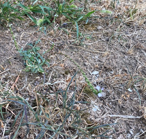Verveine — Bild 3