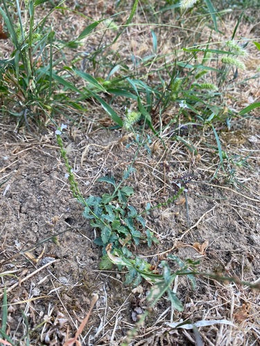 Verveine — Bild 4