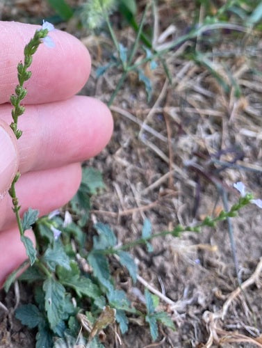 Verveine — Bild 2