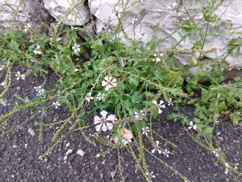 Verveine — Bild 5