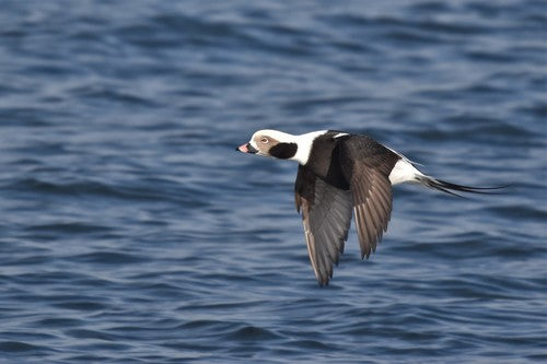 Canard à longue queue — Bild 5