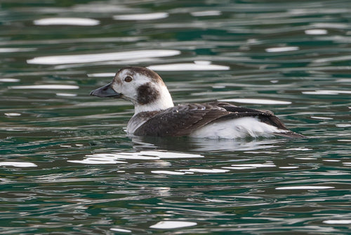 Canard à longue queue — Bild 3