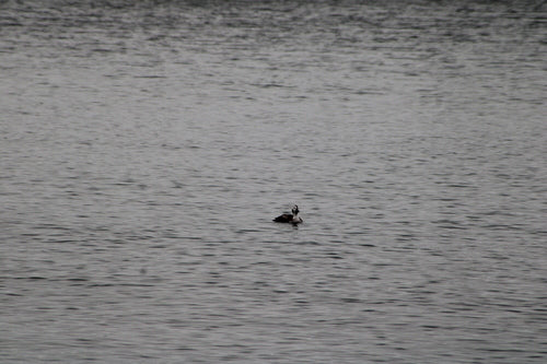 Canard à longue queue — Bild 2