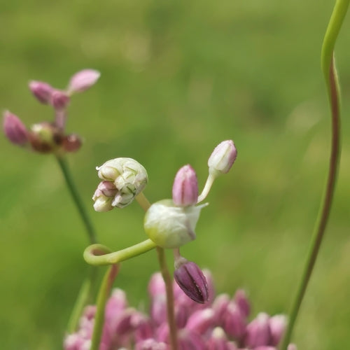 Ail d'éléphant — Bild 2