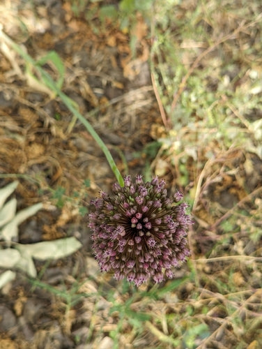 Ail d'éléphant — photo 5 sur 9