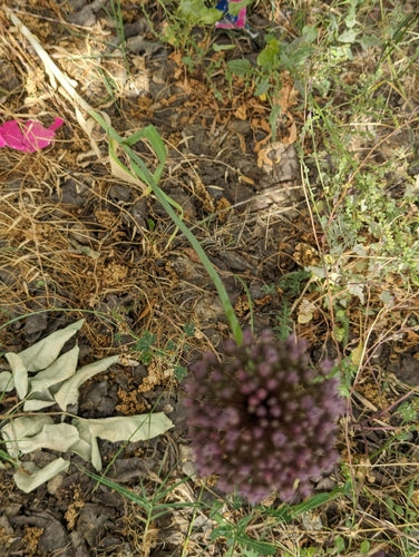 Ail d'éléphant — Bild 5