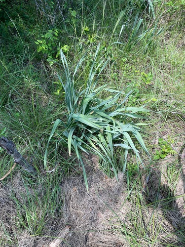 Ail d'éléphant — photo 2 sur 9