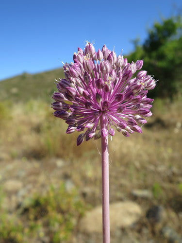 Ail d'éléphant — Bild 4