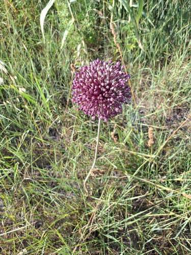Ail d'éléphant — Bild 3