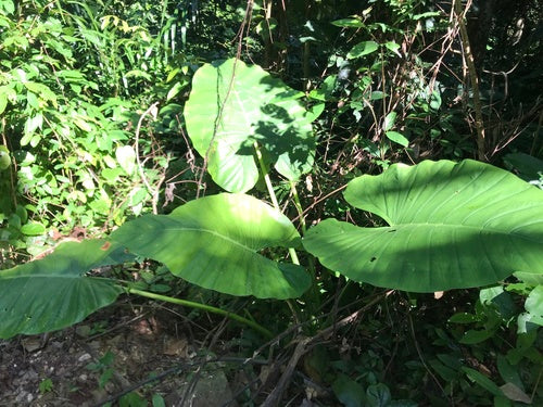 Oreille d'éléphant — Bild 4
