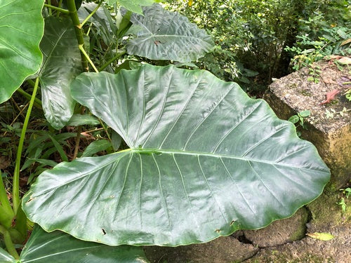 Oreille d'éléphant — Bild 3