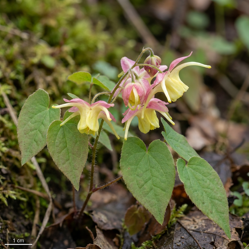 Fleur de fée