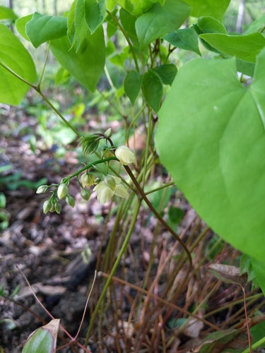 Fleur de fée — Bild 5