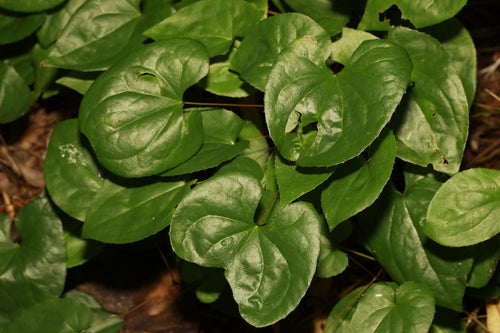 Fleur de fée — Bild 4