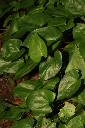 Fleur de fée — Bild 3