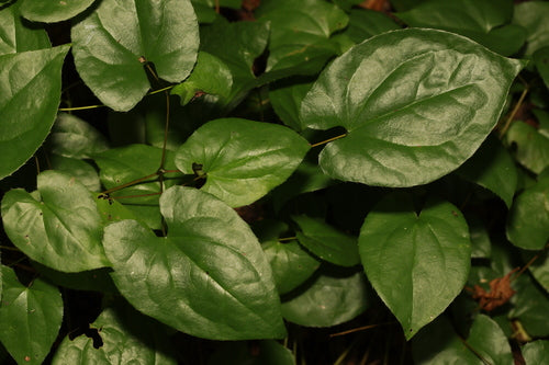 Fleur de fée — Bild 2
