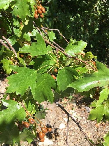 Amélanchier — Bild 1