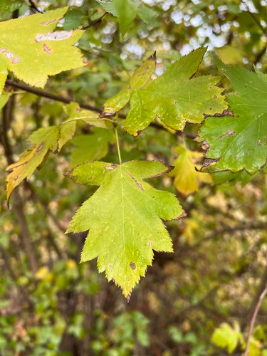 Amélanchier — Bild 4