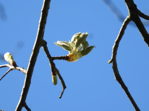 Amélanchier — Bild 5