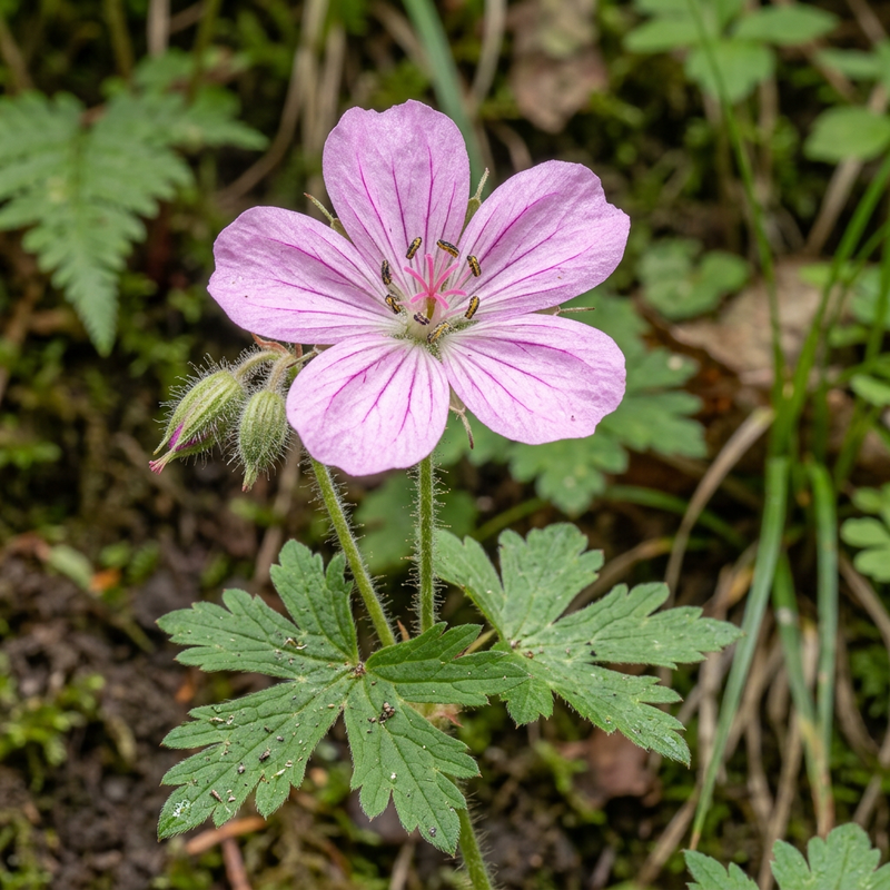 Endress géranium sanguin