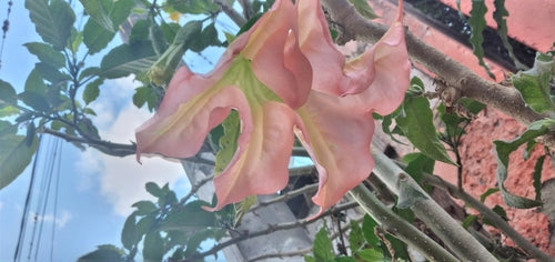 Trompettes d'ange — Bild 4