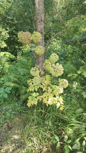 Angélique — Bild 4