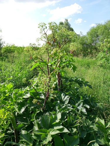 Angélique — Bild 3