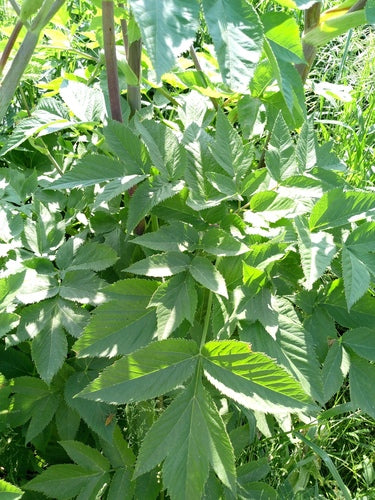 Angélique — Bild 2