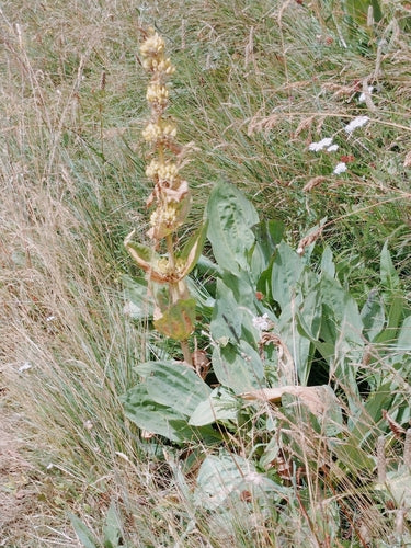 gentiane — Bild 4
