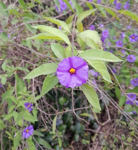 Buisson de gentiane — Bild 2