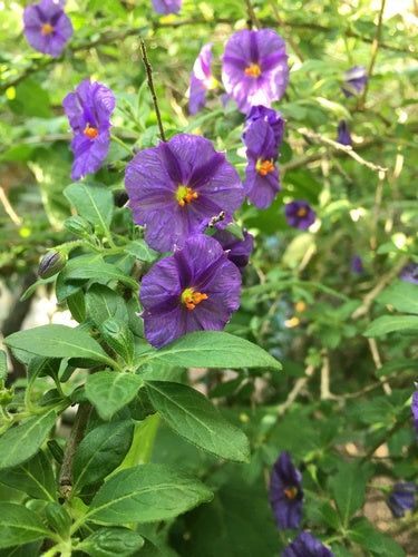 Buisson de gentiane — Bild 3