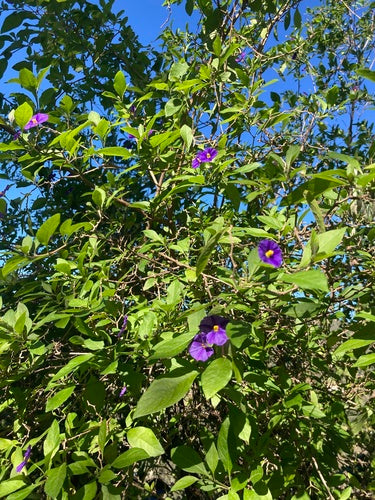 Buisson de gentiane — Bild 1