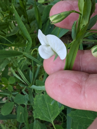 Petits pois — Bild 5