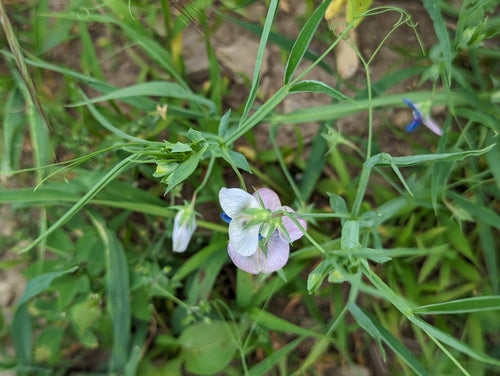 Petits pois — Bild 4