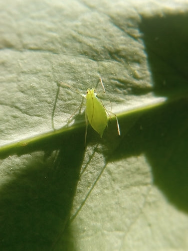 Puceron du pois — Bild 1