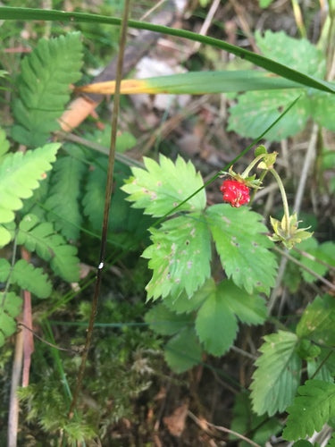 Fraises — Bild 5