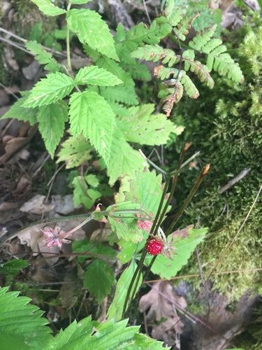 Fraises — Bild 4